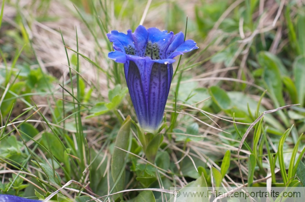 Gentiana clusii Stengelloser Kalk Enzian.jpg