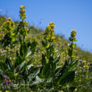 Gentiana lutea Gelber Enzian Yellow gentian.jpg