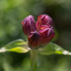 Gentiana purpurea Purple Gentian.jpg