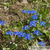 Gentiana verna Frühlingsenzian Spring Gentian 2.jpg