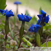 Gentiana verna Frühlingsenzian Spring Gentian 3.jpg