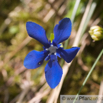 Gentiana verna Frühlingsenzian Spring Gentian 4.jpg