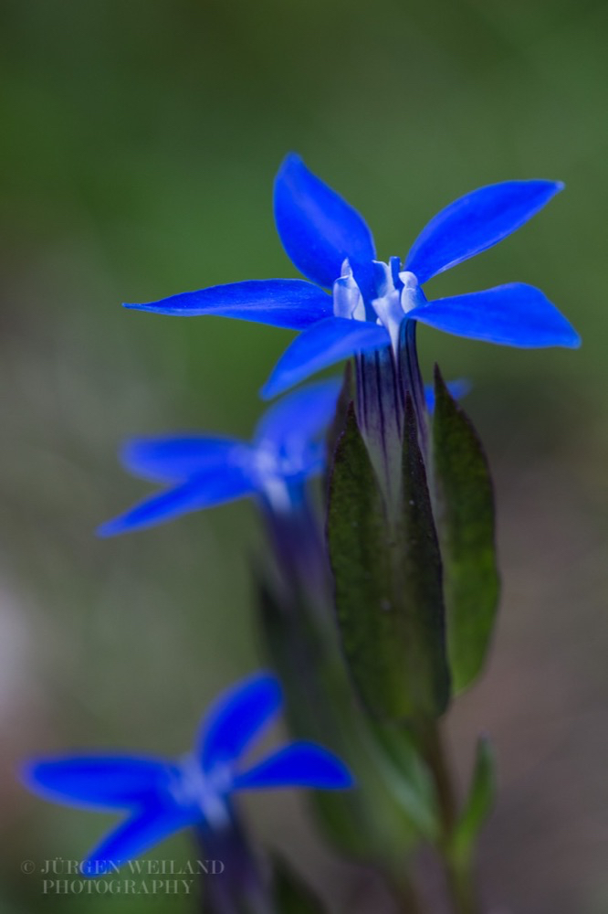 Gentiana verna Frühlingsenzian Spring Gentian.jpg