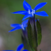 Gentiana verna Frühlingsenzian Spring Gentian.jpg