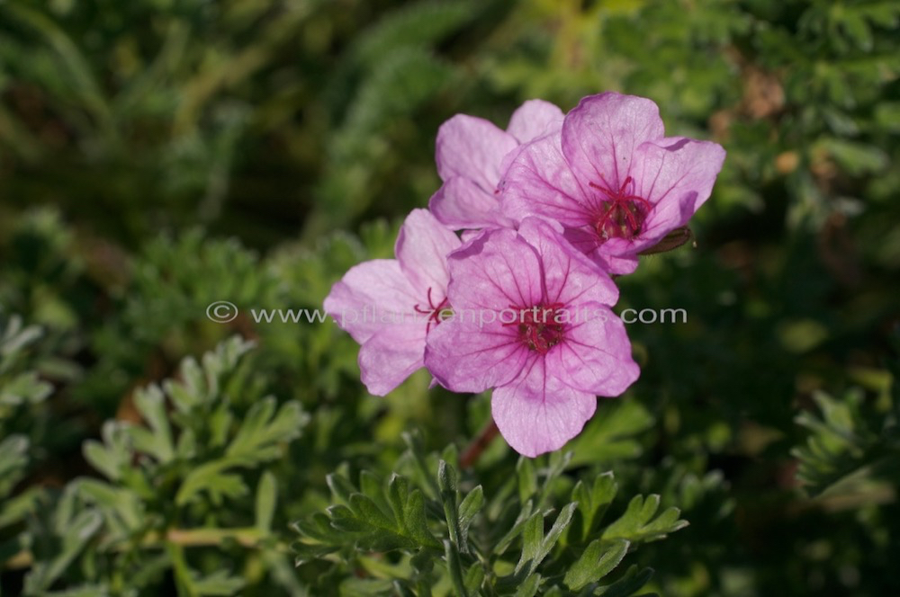 Erodium alpinum Apennninen-Reiherschnabel Herons Bill.jpg