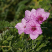 Erodium alpinum Apennninen-Reiherschnabel Herons Bill.jpg