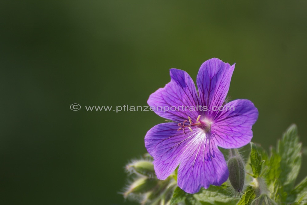 Geranium platypetalum 2.jpg