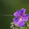 Geranium platypetalum 2.jpg