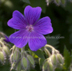 Geranium platypetalum.jpg