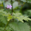 Geranium sanguineum Blutroter Storchschnabel Bloody Cranesbill. 2.jpg