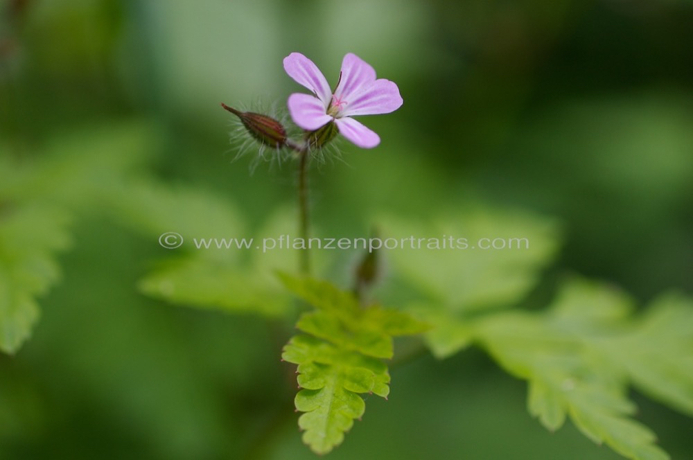 Geranium sanguineum Blutroter Storchschnabel Bloody Cranesbill.jpg