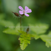 Geranium sanguineum Blutroter Storchschnabel Bloody Cranesbill.jpg