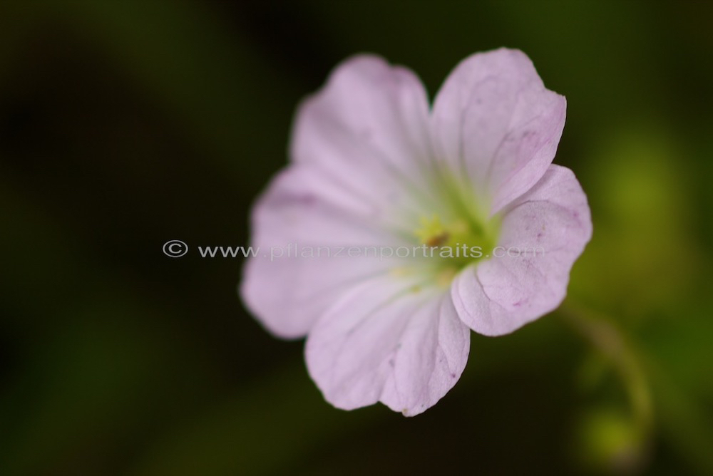 Geranium schlechteri Pink Baby.jpg