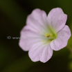 Geranium schlechteri Pink Baby.jpg