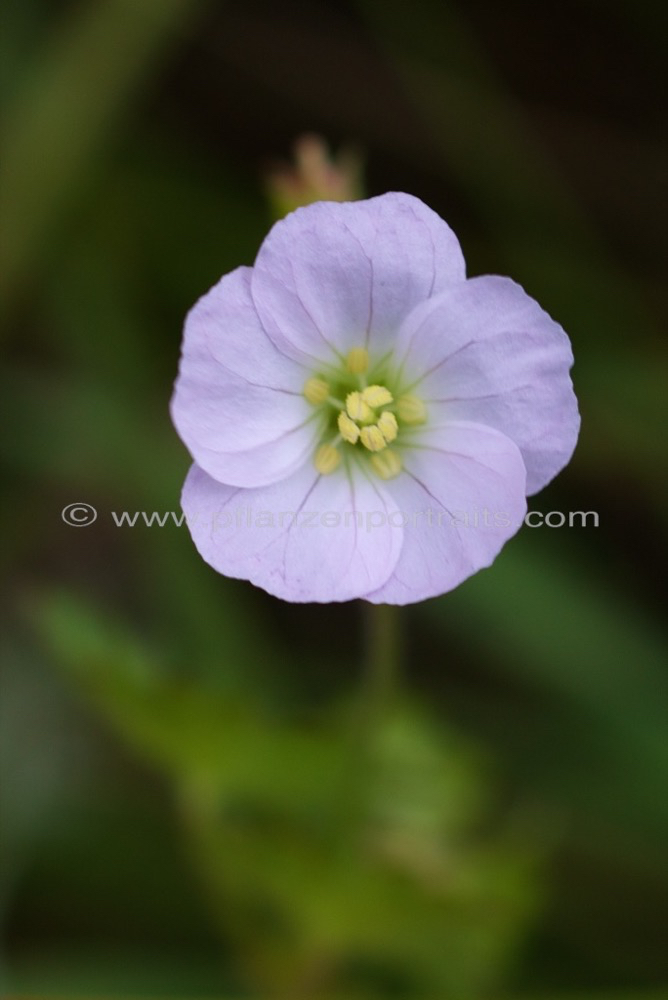 Geranium schlechteri_Pink Baby_1.jpg