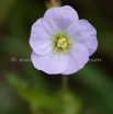 Geranium schlechteri_Pink Baby_1.jpg