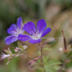 Geranium sylvaticum Wald Storchschnabel Wood cranesbill 2.jpg