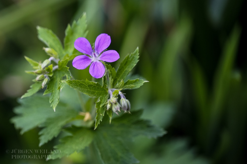 Geranium sylvaticum Wald Storchschnabel Wood cranesbill 3.jpg