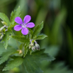 Geranium sylvaticum Wald Storchschnabel Wood cranesbill 3.jpg