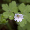 Geranium wakkerstroomianum White Geranium.jpg