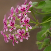 Pelargonium crassicaule.jpg