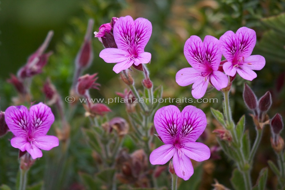 Pelargonium cucullatum subsp cucullatum 2.jpg