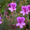 Pelargonium cucullatum subsp cucullatum 2.jpg