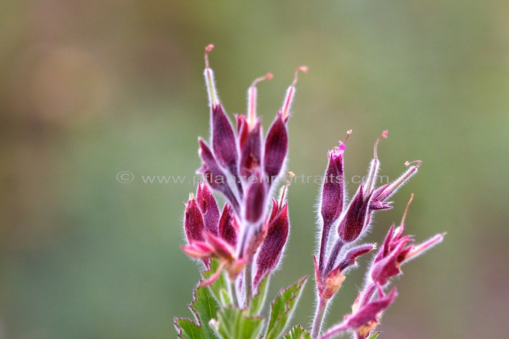 Pelargonium cucullatum subsp cucullatum.jpg