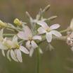 Perlagonium luridum Waving Perlagonium Storks Bill.jpg