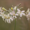 Perlagonium luridum Waving Perlagonium Storks Bill_1.jpg