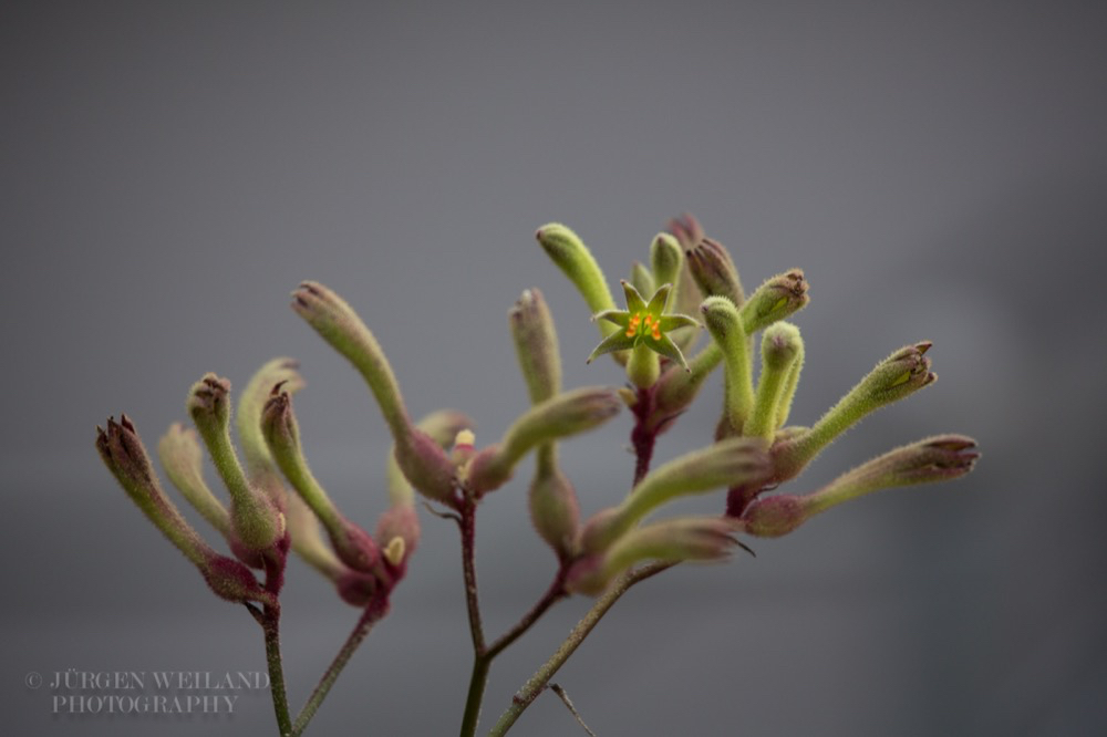 Anigozanthos flavidus Kaenguruh-Blume Kangaroo paw.jpg