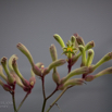 Anigozanthos flavidus Kaenguruh-Blume Kangaroo paw.jpg