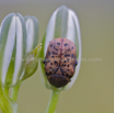 Albuca setosa_Small White Albuca  and a beetle.jpg