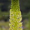 Eucomis pole-evansii - Schopflilie_1.jpg