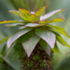 Eucomis schijfii Minature Eucomis-2.jpg