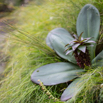 Eucomis schijfii Minature Eucomis.jpg