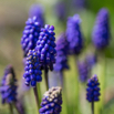 Muscari neglectum Weinbergs-Traubenhyazinthe Common Grape Hyacinth-2.jpg