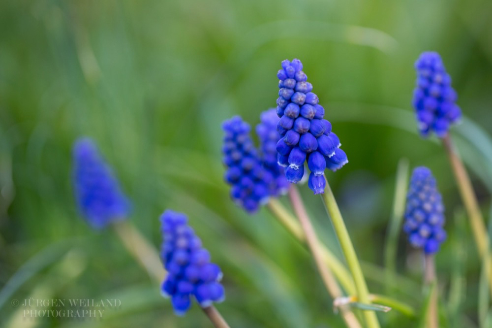 Muscari neglectum Weinbergs-Traubenhyazinthe Common Grape Hyacinth-3.jpg