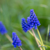 Muscari neglectum Weinbergs-Traubenhyazinthe Common Grape Hyacinth-3.jpg