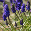 Muscari neglectum Weinbergs-Traubenhyazinthe Common Grape Hyacinth.jpg