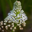 Scilla nervosa White Scilla.jpg