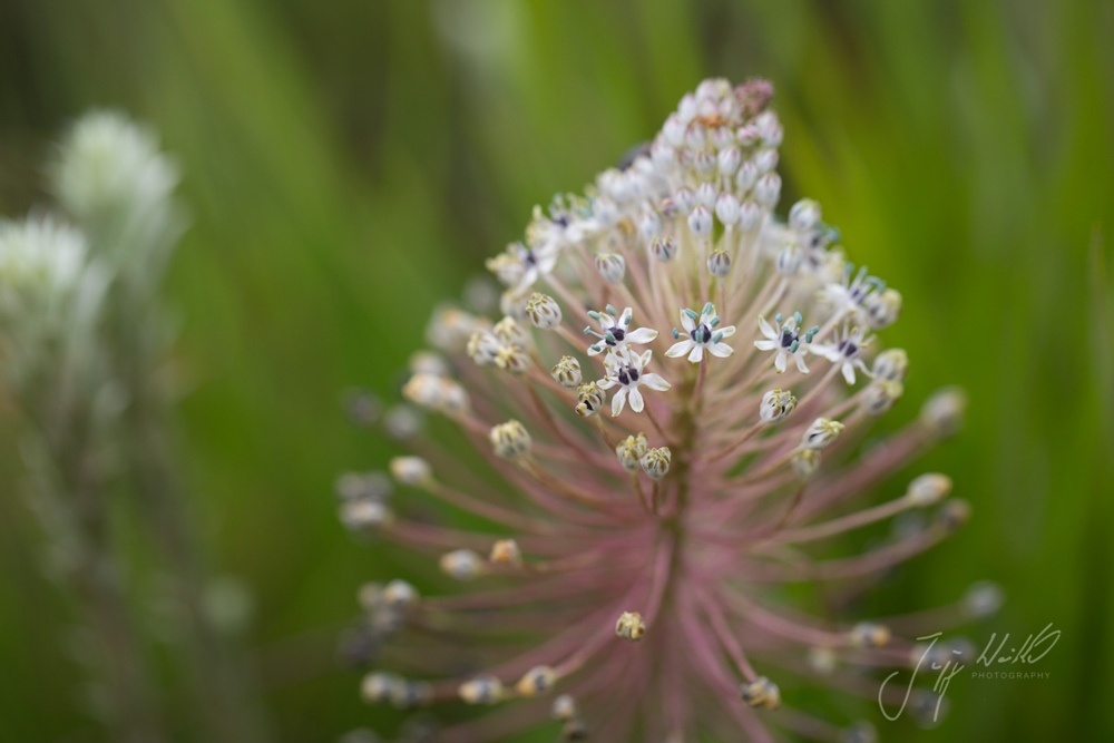 Scilla nervosa White Scilla2.jpg