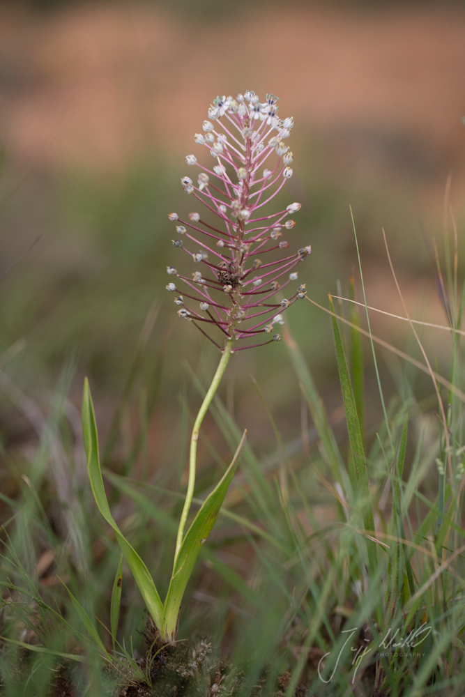 Scilla nervosa White Scilla3.jpg