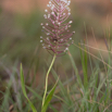 Scilla nervosa White Scilla3.jpg