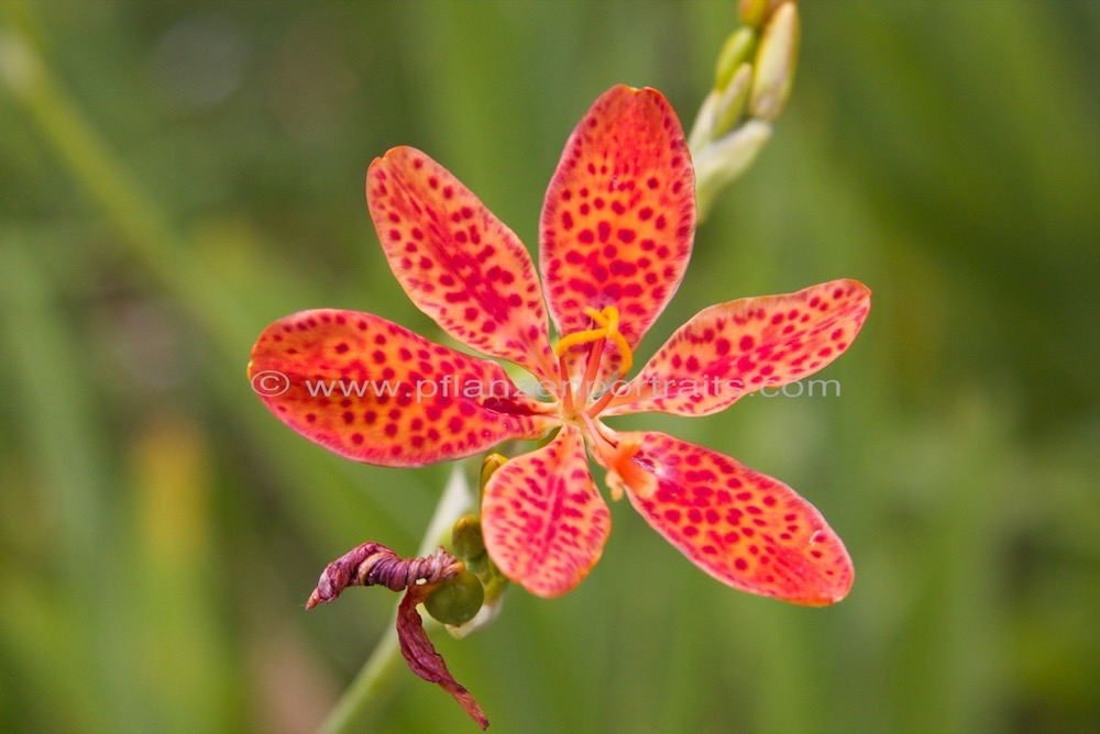 Belamcanda chinensis Leopardenblume Leopard flowe Leopard lily 2.jpg