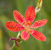 Belamcanda chinensis Leopardenblume Leopard flowe Leopard lily 2.jpg