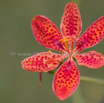 Belamcanda chinensis Leopardenblume Leopard flowe Leopard lily 3.jpg