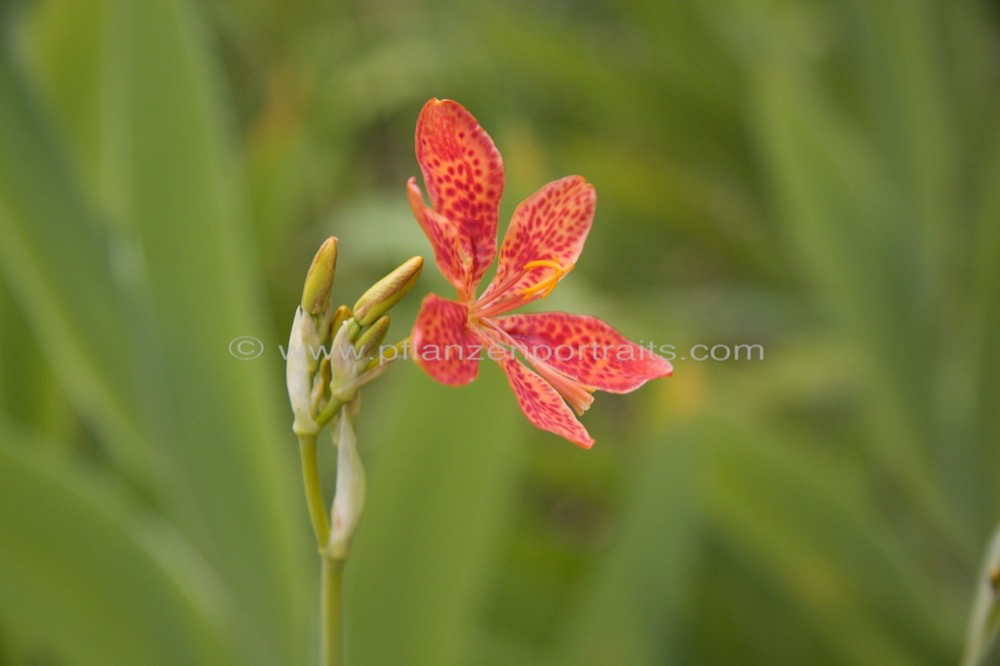 Belamcanda chinensis Leopardenblume Leopard flowe Leopard lily.jpg