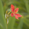 Belamcanda chinensis Leopardenblume Leopard flowe Leopard lily.jpg