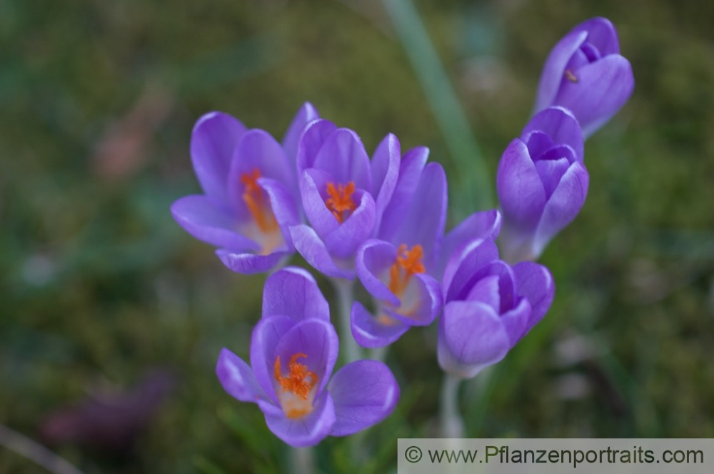 Crocus vernus Frühlings Krokus Crocus 2.jpg